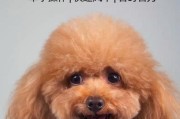 如何辨别“泰迪犬”和“贵宾犬”（三招帮你准确辨识这两个犬种）