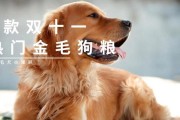 金毛没有狗粮，如何正确喂养？（维持营养均衡，让金毛健康成长）