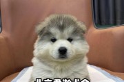 阿拉斯加犬（探索阿拉斯加犬的珍贵品质与市场价值）