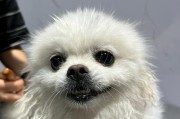 博美犬的理发时间选择（掌握博美犬理发技巧，让你的宠物焕然一新）