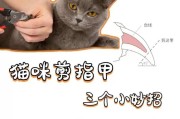 为什么家养猫咪需要剪指甲？（探讨家养猫咪指甲修剪的必要性与好处）