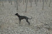 探索格力犬的品种特点与标准（了解格力犬的起源和外观特征，以及其在家庭中的适应性）