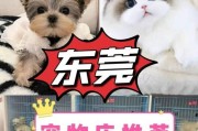 博美犬价格分析（市场行情、影响因素及购买建议）