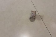 仓鼠在人们生活中的积极影响（宠物仓鼠给人们带来的快乐与关爱）