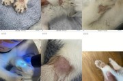 与猫共同生活后，你是否也中招？探讨猫癣的治疗方法（猫癣治疗技巧和预防措施，）