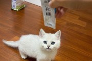 为什么这么多人都养银渐层呢？（探索银渐层的优势与魅力，解析它的成为养宠热门的原因）