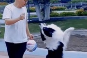 揭秘四大最聪明的狗狗，边牧第一（了解这些聪明伶俐的狗狗品种，让你更懂养狗之道）