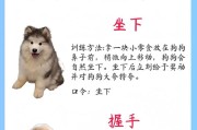 如何从小教导小狗训练（6个要点帮助你轻松训练小狗）