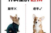 如何科学养护小短腿柯基幼犬？（7个方法助你做好短腿柯基幼犬的护理）