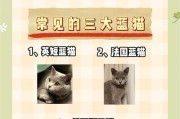 英国短毛猫（探究英国短毛猫的命名起源及特点）
