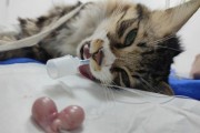 猫咪交配需要多久？探究猫咪交配的时间周期（了解猫咪交配的时间长度以及交配过程中的关键因素）