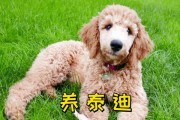 花色泰迪养殖的5个原因（为什么花色泰迪养殖少有人养？）