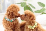 关于泰迪犬的月经注意事项（了解泰迪犬的生理周期及护理需求，为您的爱犬提供关怀）