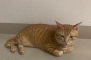 小猫为什么喜欢睡在猫砂盆里？（探究小猫选择猫砂盆作为睡觉地点的原因与动机）