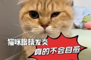 小猫眼睛为什么会发炎？（探寻小猫眼睛发炎的原因及治疗方法）