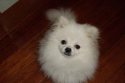 如何判断博美犬是否纯种？（通过外观特征和血统证明来判断博美犬是否纯种）