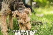 小狗生完宝宝后的饮食调理（为母狗提供营养均衡的饮食，促进宝宝健康成长）