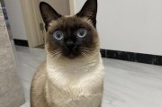 暹罗猫（揭秘暹罗猫的性格特点及其魅力所在）