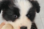 牧羊犬的寿命及影响因素（探究牧羊犬的寿命长短和如何延长其寿命）