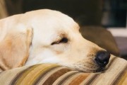 犬传染性肝炎（了解犬传染性肝炎，保护你的爱犬健康）