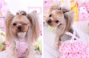 泰迪犬月经症状及注意事项（了解泰迪犬月经期的特征和保健要点）