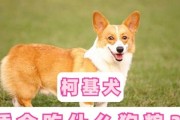柯基狗粮选择指南（以柯基为例，了解如何为你的宠物选择适合的狗粮）