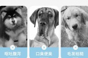 哈士奇的饮食引发拉肚子？原因与预防方法（了解哈士奇的消化系统，合理调整饮食可以预防拉肚子）