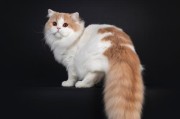 猫咪翘尾巴的含义解析（探秘猫咪尾巴姿势的隐藏信息）