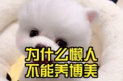 博美狗的优点与受欢迎之处（为什么越来越多的人选择养博美？）