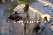 中华田园犬特征详解（探究中华田园犬的共性与特点）