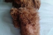 贵宾犬刚生出来长什么样子？（初识可爱的小贵宾犬，细数其成长之路）