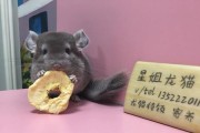 兔子为什么会便秘？（兔子便秘的原因及预防方法）