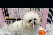 比熊鼻子全黑的奇妙变化（揭秘比熊鼻子变色之谜）