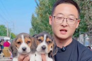 比格犬（揭开比格犬的秘密，了解其优势与不足）
