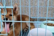 柴犬的粑粑频率（了解柴犬的排便习惯与健康）