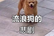 狗狗犯错被打会有什么反应？（了解狗狗被打后的反应以及严重情况下可能出现的翻脸不认人行为）
