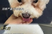 泪痕的眼睛，见证心灵的轨迹（探寻泪痕背后的情感世界）