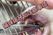 猫满口拔牙后的恢复期（了解猫满口拔牙后的恢复过程及注意事项）