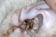 猫咪耳螨（详解猫咪耳螨的症状、预防与治疗方法）