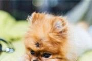 如何正确饲养茶杯犬（茶杯犬的健康快乐生活）