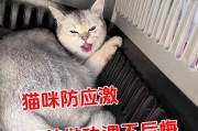 保护你的猫猫，打好疫苗是关键（猫猫健康，从防疫开始）