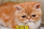 加菲猫的饮食习惯（揭秘加菲猫的美食选择与挑剔）