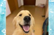 养一只金毛犬的基本费用