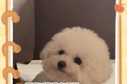 小哈不能吃的水果，你知道吗？（保护你的哈士奇，远离这些水果！）