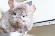 龙猫为什么会大声叫？（探究龙猫叫声的原因与意义）
