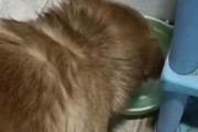 揭秘狗狗不喜欢喝水的原因（为什么狗狗不爱喝水？解决方法一网打尽）