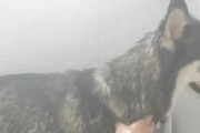 揭秘哈士奇眼白发红的原因（为什么哈士奇的眼白会发红？解析哈士奇眼睛变红的真相）