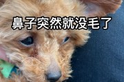 比熊的鼻子为什么会变黑？（探究比熊鼻子颜色变化的原因和时间）