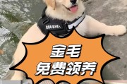 金毛犬两个月训练的（打造忠诚、聪明的理想宠物伴侣）
