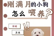 养狗必知，关于狗狗的注意事项（为了狗狗的幸福生活，这些你不能不知道的）